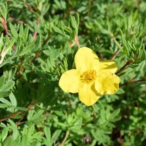 Potentilla fruticosa 'Goldfinger' 30-40 cm